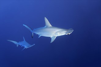 Two scalloped hammerhead sharks