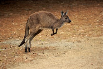 Western gray kangaroo