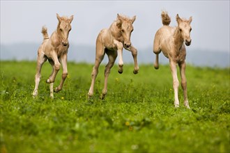 Palomino Morgan horse foals galloping