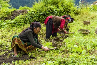 Local women are harvesting potatoes on a green field