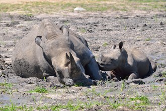 White rhinoceroses