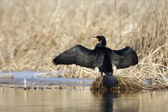 Great cormorant