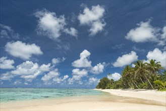 Sandy beach with palm trees
