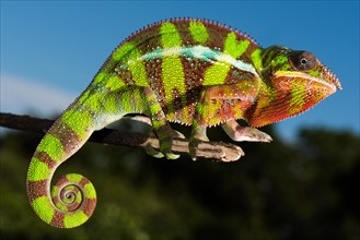 Panther chameleon