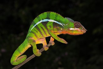 Panther chameleon