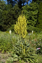 Olympian mullein