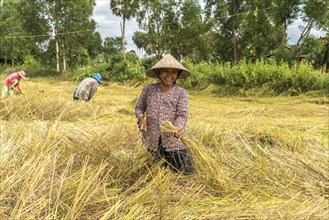 Women harvesting rice in the fields