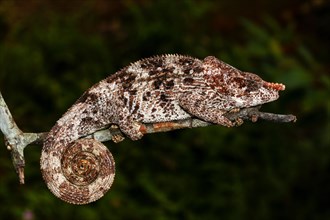 Male short-horned chameleon