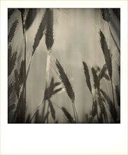 Polaroid effect of ears of wheat