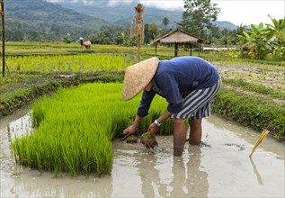 Farmer with bamboo hat during planting in rice field