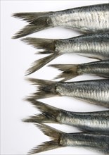 Close-up of sardine tails