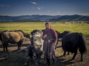 Nomad with yaks