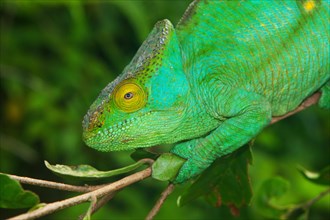 Parson's chameleon