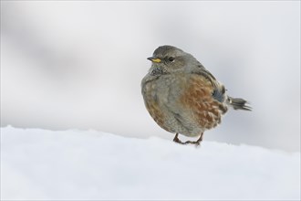 Alpine Accentor