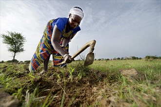 Farmer with rake weeding on a sorghum field