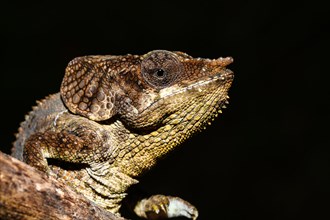 Amber Mountain chameleon