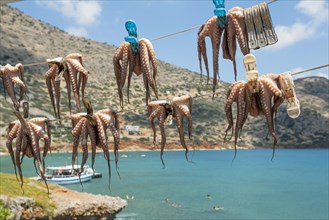 Octopuses hung up to dry on washing lines