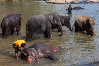 Mahouts clean Asian elephants
