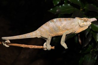 Madagascar two-horned chameleon
