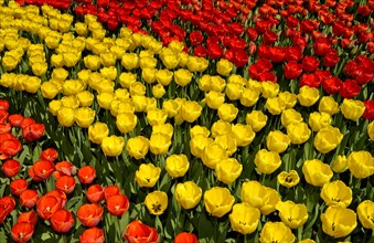 Flowerbeds with yellow and red Dutch tulips
