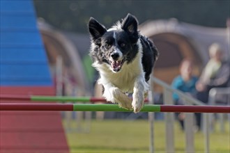 Border Collie jumping over bar at Agility Tournament