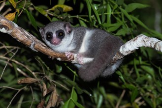 Fat-tailed dwarf lemur