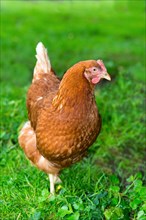 Brown hybrid hen
