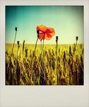 Polaroid effect of poppy in a wheat field