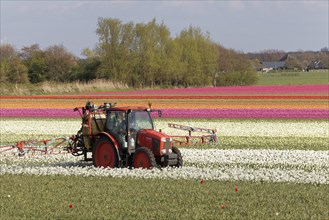 Tractor fertilizing blooming tulip fields near Alkmaar