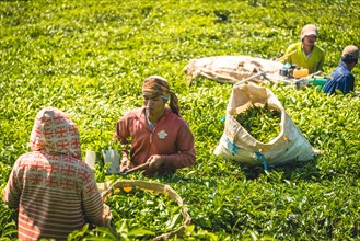 Local tea pickers harvest
