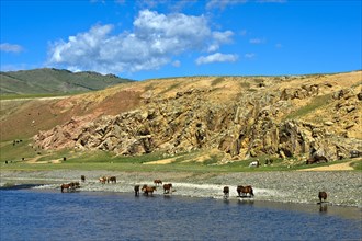 Herd of horses on the Orchon River