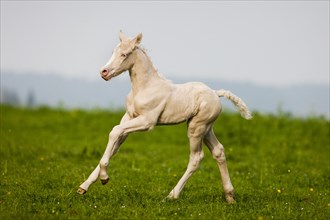 Cremello Morgan horse foal galloping in a pasture