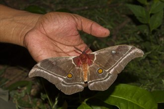 Suraka Silk Moth