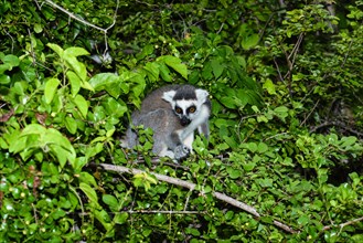 Ring-tailed lemur