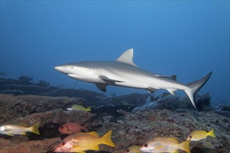 Gray reef shark