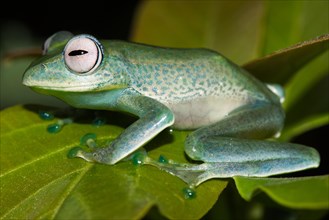 Elena's Madagascar rudder frog on one leaf