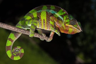 Panther chameleon