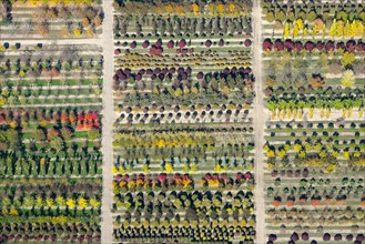 Colourful rows of autumnally coloured trees in a tree nursery