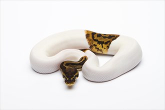 Leopard Piebald Ball Python