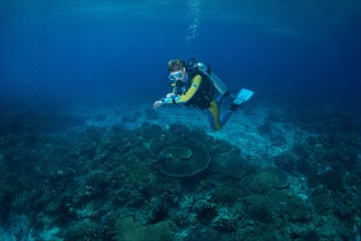 Diver at a coral reef checking his depth gauge