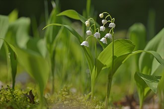Lily of the Valley (Convallaria majalis)