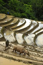 Mountain paddy, irrigated rice terraces, Phongsali district and province, Laos