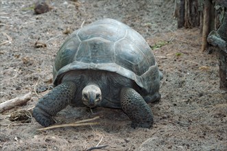 Galapagos tortoise or Galapagos giant tortoise (Chelonoidis nigra)