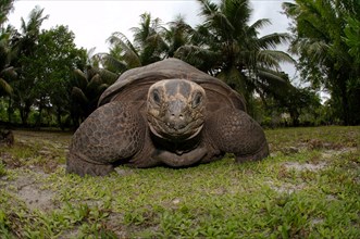 Galapagos tortoise or Galapagos giant tortoise (Chelonoidis nigra)