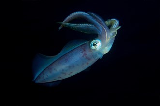 Inshore squid