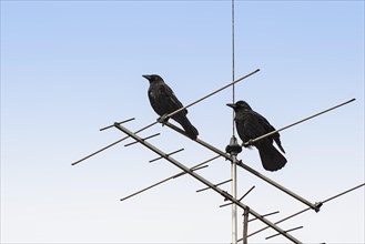 Two rooks (Corvus frugilegus frugilegus) sitting on an antenna
