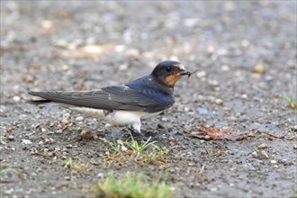 Barn Swallow (Hirundo rustica) collects nesting material