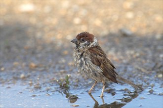 Tree Sparrow (Passer montanus) bathes in a puddle