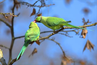 Rose-ringed parakeets (Psittacula krameri)