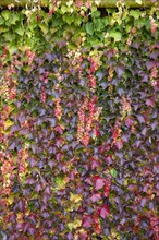 Discolored leaves of wild wine (Vitis vinifera subsp. sylvestris) on a house wall in autumn